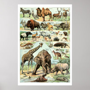 Poster Vintage 1922 Animais Selvagens