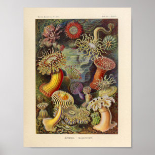 Pôster Vintage Actiniae Color Ernst Haeckel Art Impressã