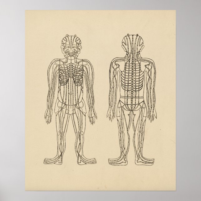 Pôster Vintage Acupuncture Meridian Pathways points (Frente)