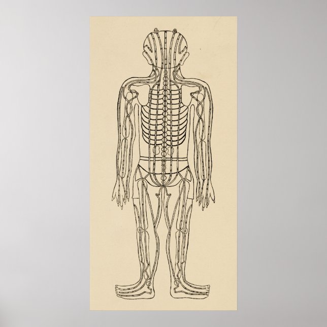 Poster Vintage Acupuncture Meridian Pathways points (Frente)