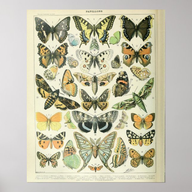Poster Vintage Adolphe Millot Print Butterflies Pattern-A (Frente)