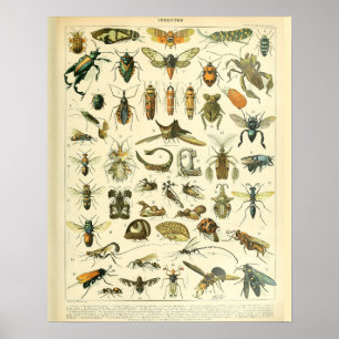 Poster Vintage Adolphe Millot Print Insects Pattern-B