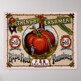Poster Vintage Advertisement Ripe tomate vermelho