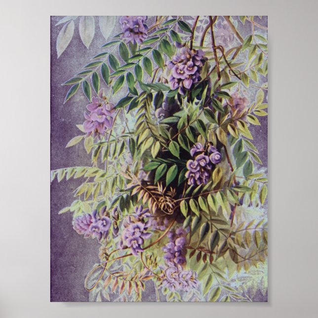 Poster Vintage American Wisteria Purple Flowers Floral (Frente)