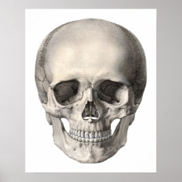 Poster Vintage Anatomia Humana Skull, Esqueleto de Hallow