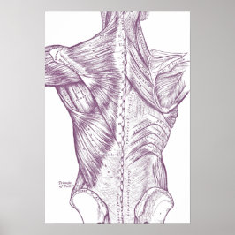 Pôster Vintage Anatomy Drawing Back Muscles Purple