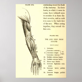 Pôster Vintage Anatomy | Muscles of the Arm (circa 1852)