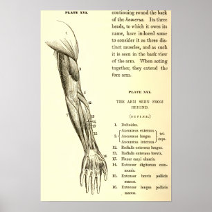 Pôster Vintage Anatomy   Muscles of the Arm  (circa 1852)