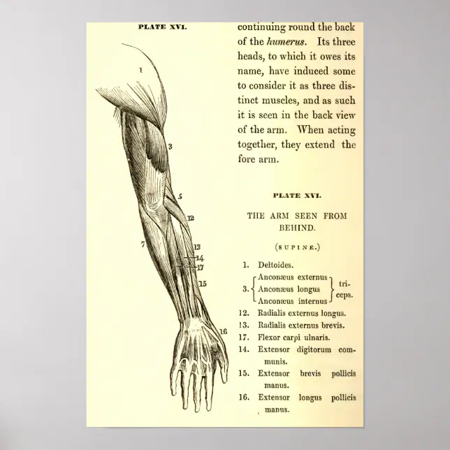 Pôster Vintage Anatomy | Muscles of the Arm (circa 1852) | Zazzle Brasil