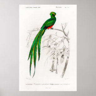 Poster Vintage animal illustration of a Pavonine quetzal