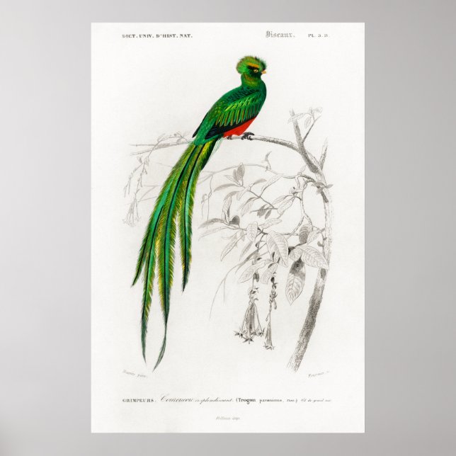 Poster Vintage animal illustration of a Pavonine quetzal (Frente)