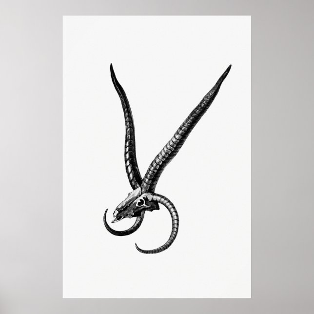 Poster Vintage Animal Skull (Frente)