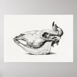 Poster Vintage Animal Skull