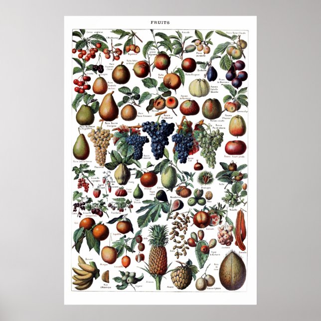 Poster Vintage Antique Fruta francês (Frente)