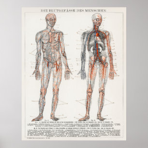Poster Vintage Antique Médico Diagrama Anatômico Alemã