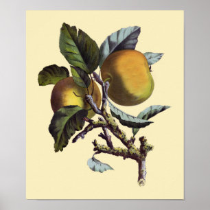 Poster Vintage Apple Branch