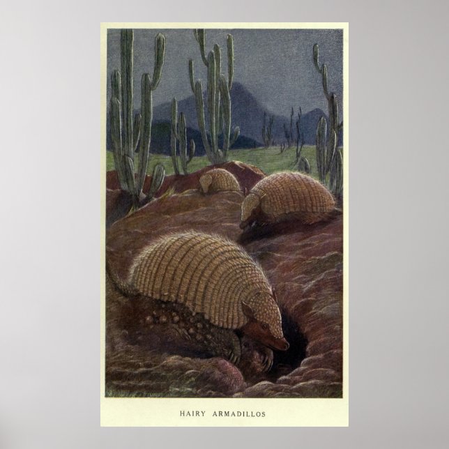 Pôster Vintage Armadillo Painting (1909) (Frente)