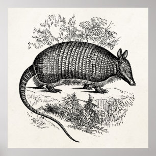 Pôster Vintage Armadillo Retro Armadillos Ilustração