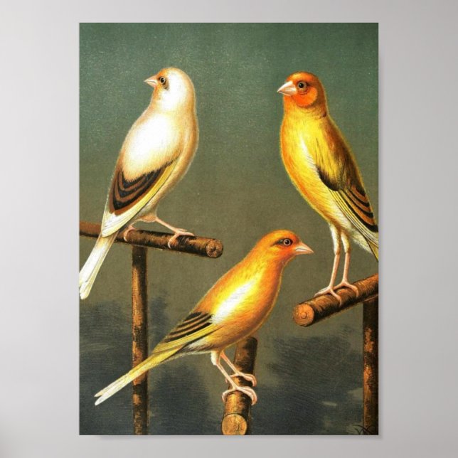 Pôster Vintage Art-Bird-Canaries-and-cage-bird-Goldfinch (Frente)