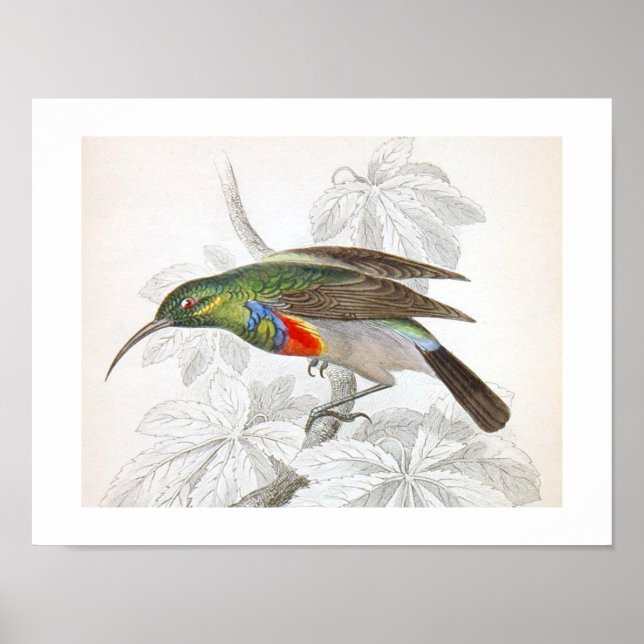 Poster Vintage Art Humming Bird (Frente)