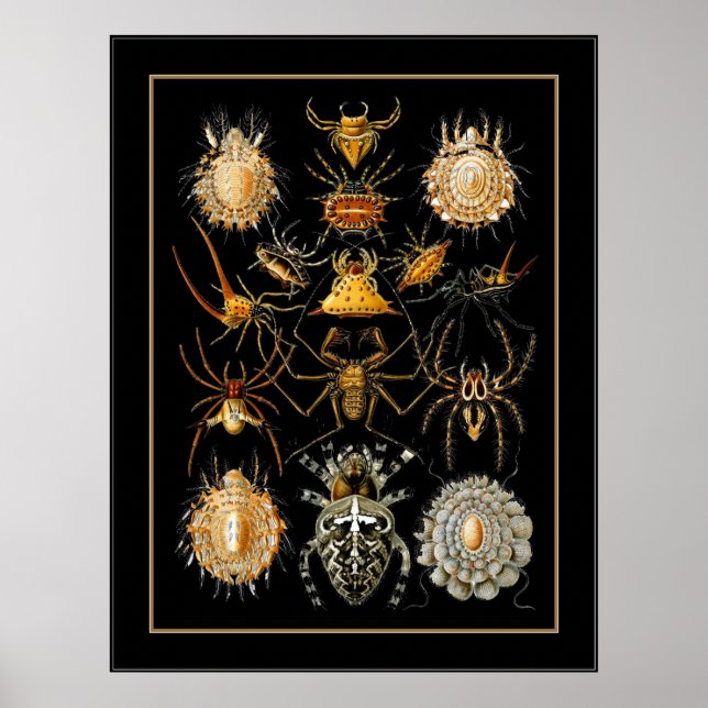 Poster Vintage Artista Ernst Haeckel Arachnida (Frente)