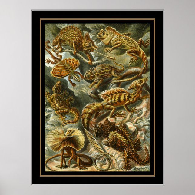 Poster Vintage Artista Ernst Haeckel Lacertilia (Frente)