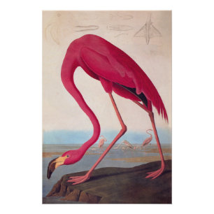 Pôster Vintage Audubon Bookplate American Flamingo