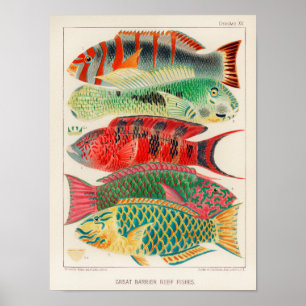 Poster Vintage Austrália Excelente Barrier Reef Fishes P