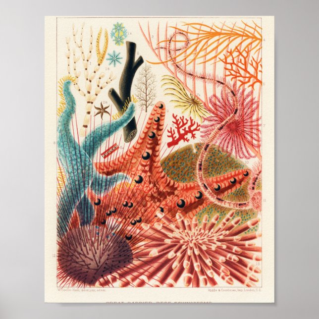 Poster Vintage Austrália Excelente Barrier Reef Fishes Po (Frente)