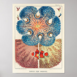 Poster Vintage Austrália Excelente Barrier Reef Fiss 7