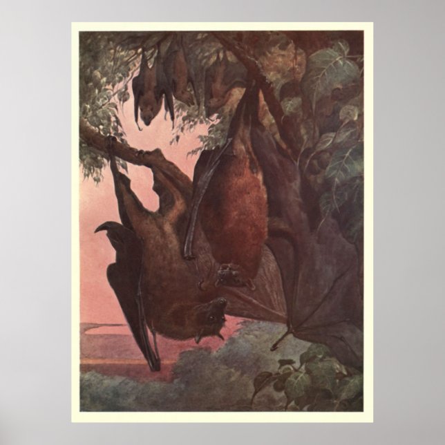 Pôster Vintage Bat Painting (1909) (Frente)