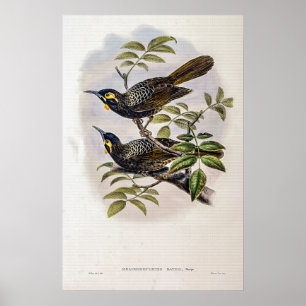 Poster Vintage Bates's Honey-Comater de John Gould