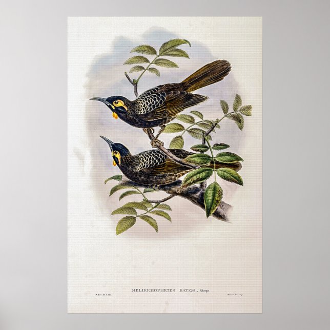 Poster Vintage Bates's Honey-Comater de John Gould (Frente)