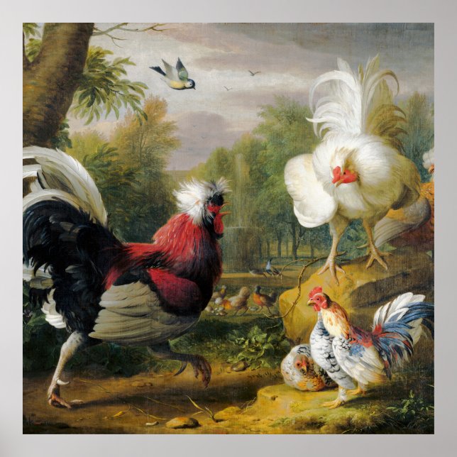 Poster Vintage Belos Cockrels Lutar (Frente)