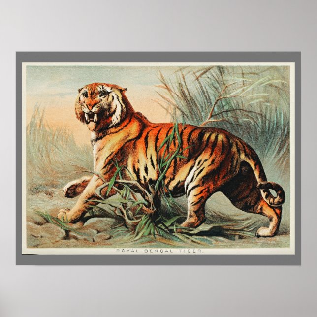 Poster Vintage Bengal Tiger Ilustração Arte Antiga Antigu (Frente)