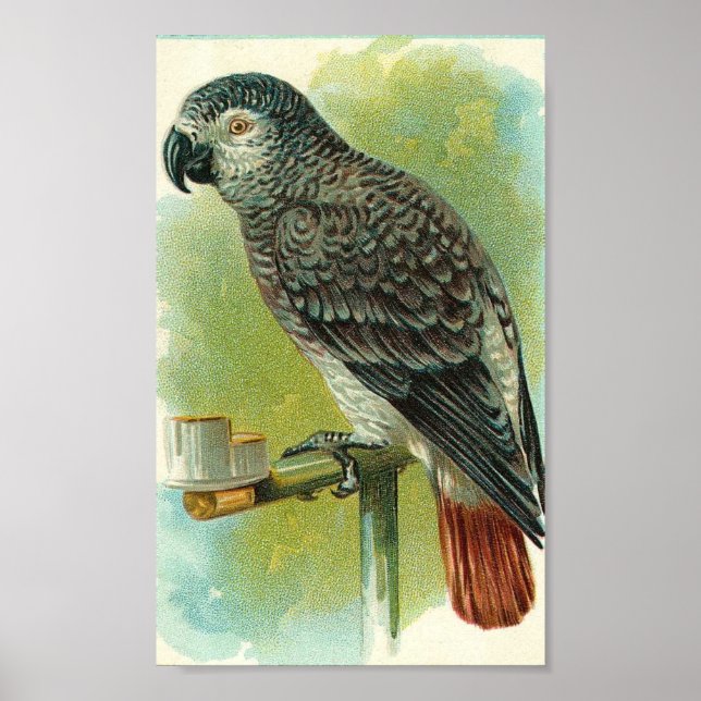 Poster Vintage Bird (Frente)