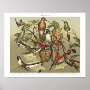 Poster Vintage Bird 1800s