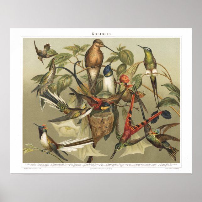 Poster Vintage Bird 1800s (Frente)