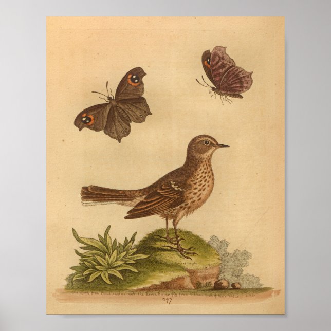 Poster Vintage Bird Brown Espetacular Borboletas Impressã (Frente)