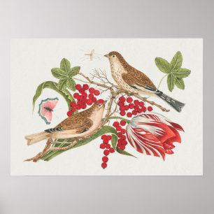 Poster Vintage Bird Illustration