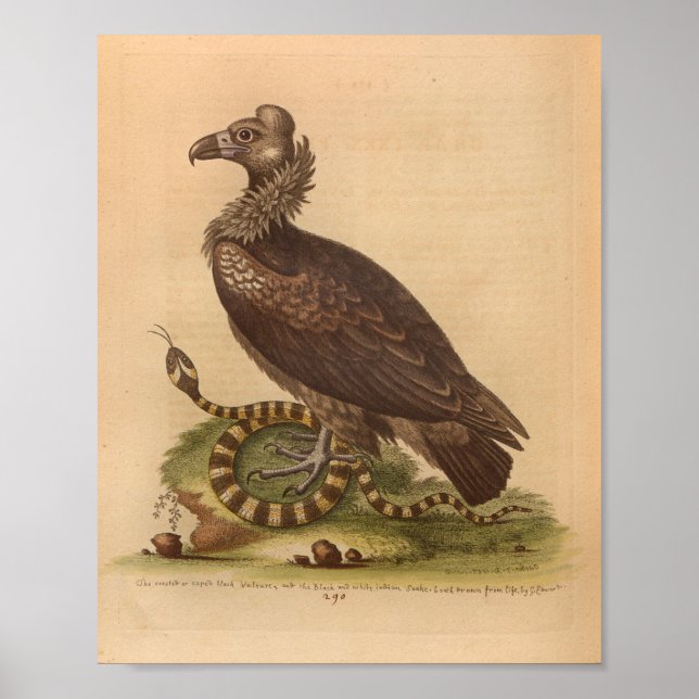 Poster Vintage Bird Vulture Cobra (Frente)