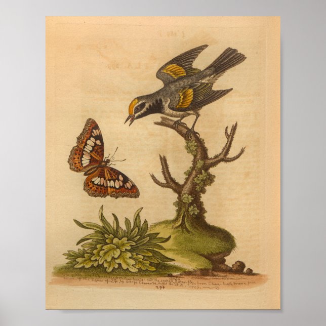 Poster Vintage Bird Yellow Cinza Butterfly (Frente)