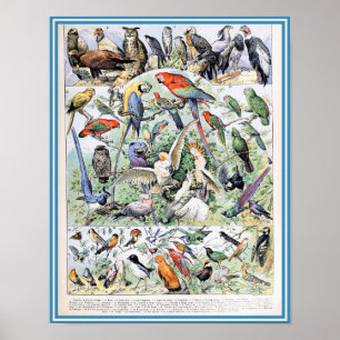 Poster Vintage Birds Illustration
