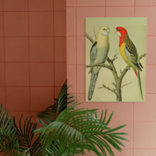Pôster Vintage Birds - ROSELLA PARAKEETS
