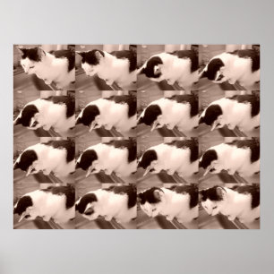 Pôster Vintage Black and White Cat