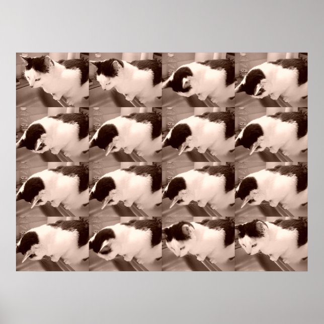 Pôster Vintage Black and White Cat (Frente)
