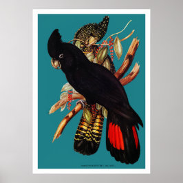 Poster Vintage Black Cockatoo | Elizabeth Gould 1800
