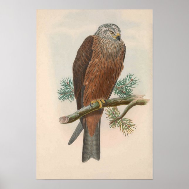 Poster Vintage Black Kite Bird (Frente)