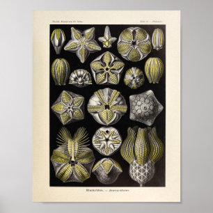 Pôster Vintage Blastoidea Color Ernst Haeckel Art Impress
