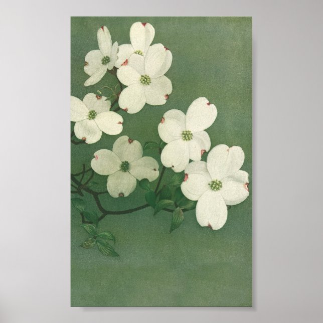 Poster Vintage Blossom (Frente)